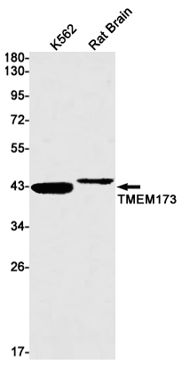 STING Rabbit mAb
